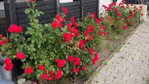 Ein Gebäude mit schwarz-weißer Fassade, einem gepflasterten Weg und roten Blumen im Vordergrund.
