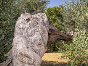 A large, weathered tree trunk with a split, surrounded by olive trees and greenery. - Apartment Rosa by Interhome (Campiglia Marittima)