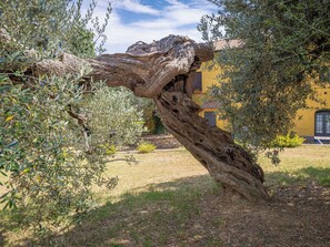 Property grounds - Apartment Rosa by Interhome (Campiglia Marittima)