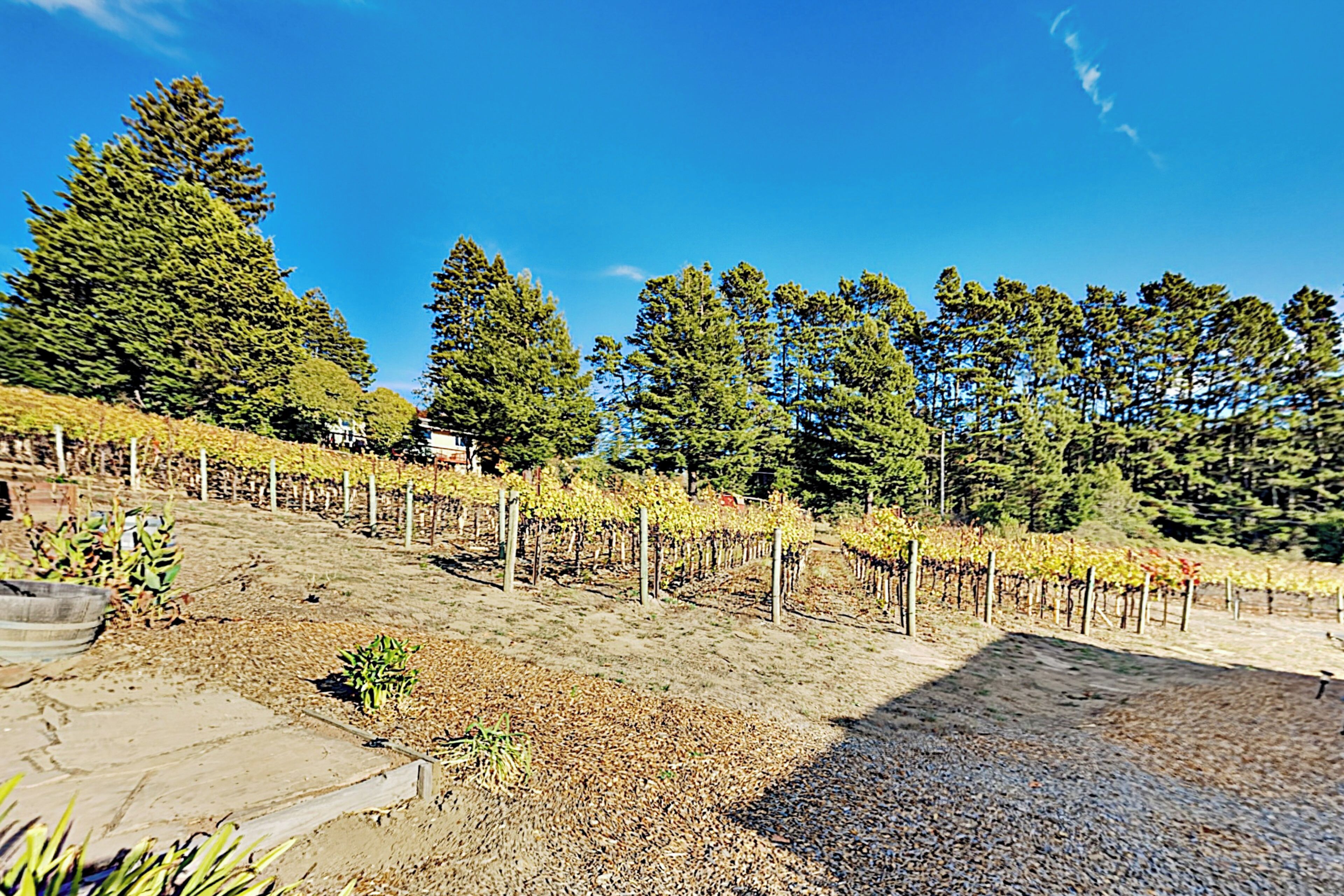 A vineyard with rows of grapevines, a stone pathway, and tall trees in the background.