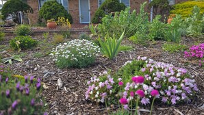 A garden with various plants and flowers in front of a building with a brick facade and a door.