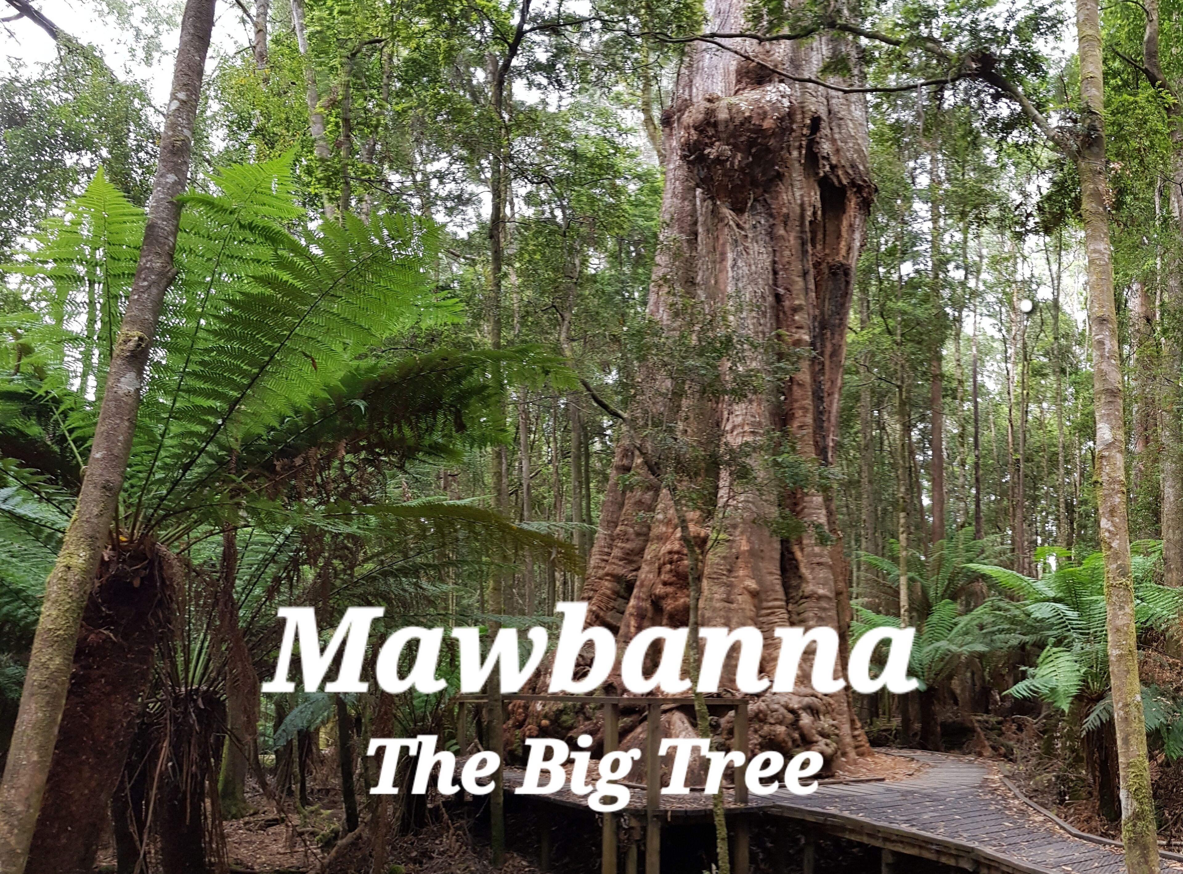 A forest with a large tree labeled 'Mawbanna The Big Tree' and a wooden walkway.