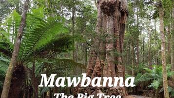 A forest with a large tree labeled 'Mawbanna The Big Tree' and a wooden walkway.