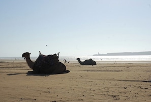 A camel resting on a sandy beach with a clear sky and a distant shoreline. - Villa Gonatouki (ESSAOUIRA)