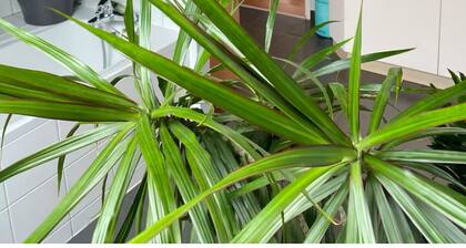 The Blue Gentian, view of Lake Saint Point
