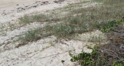 Coastal Pet Friendly Cottage