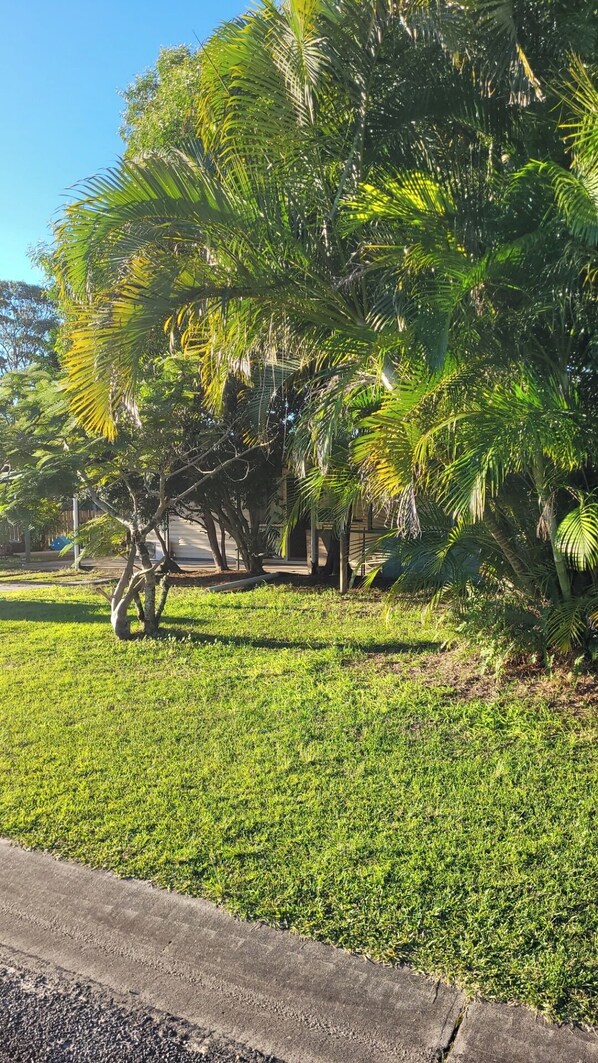 A grassy area with a palm tree and a building in the background.