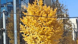 Une scène de rue avec un arbre aux feuilles jaunes, un autobus vert et une voiture noire.