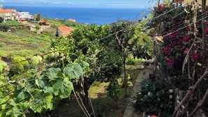 A vineyard with grapevines and flowering plants, overlooking a coastal town with houses and the sea. - Quinta do Ribeiro Real (Estreito de Câmara de Lobos)
