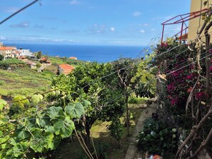 Property grounds - Quinta do Ribeiro Real (Estreito de Câmara de Lobos)