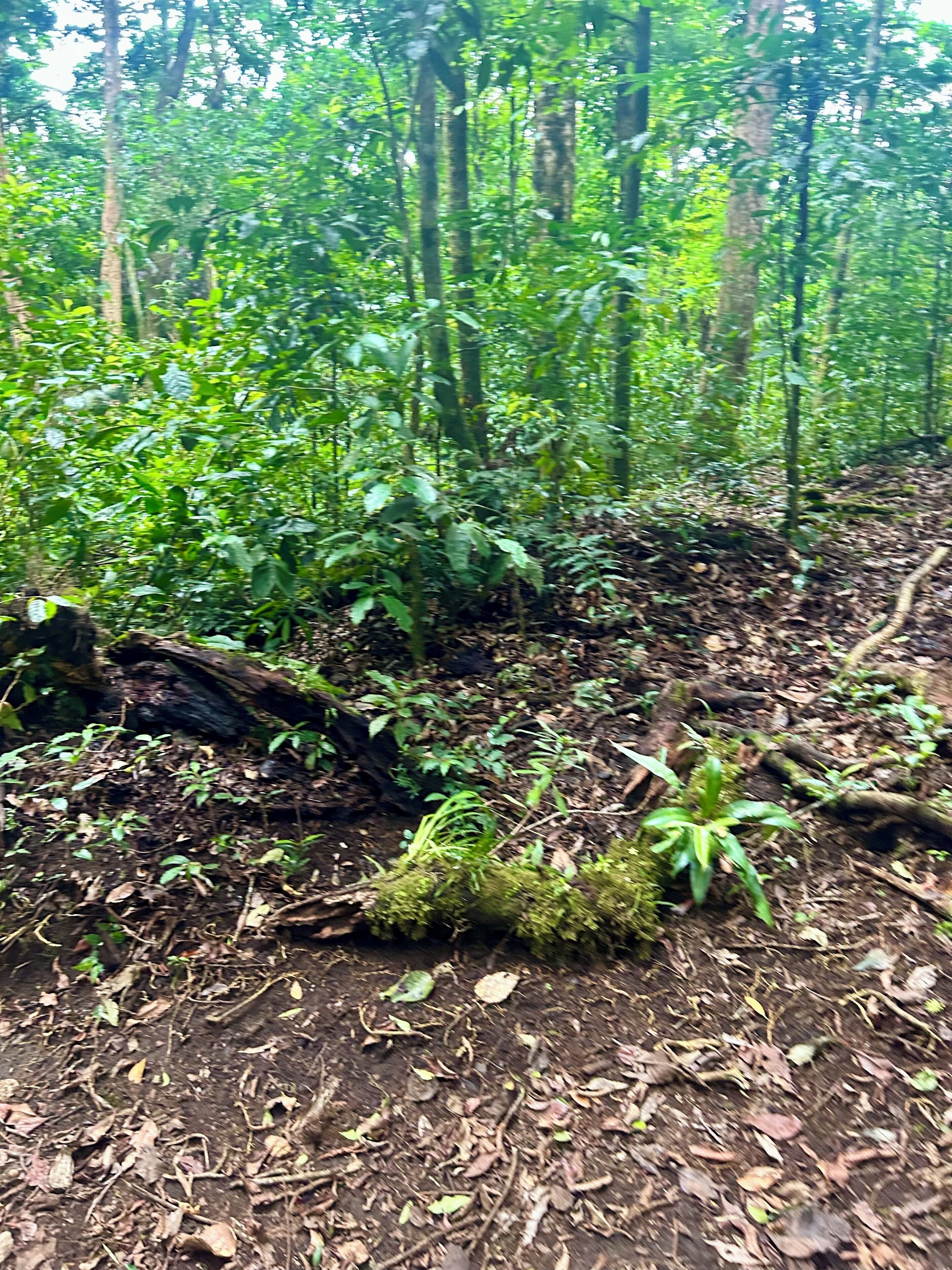 A forest floor with dense vegetation and a fallen tree.