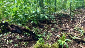 Un suelo de bosque cubierto de vegetación densa y un árbol caído.