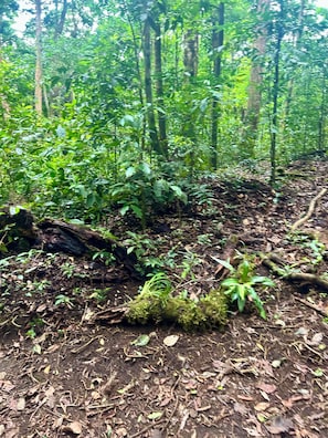 Un suelo de bosque cubierto de vegetación densa y un árbol caído.