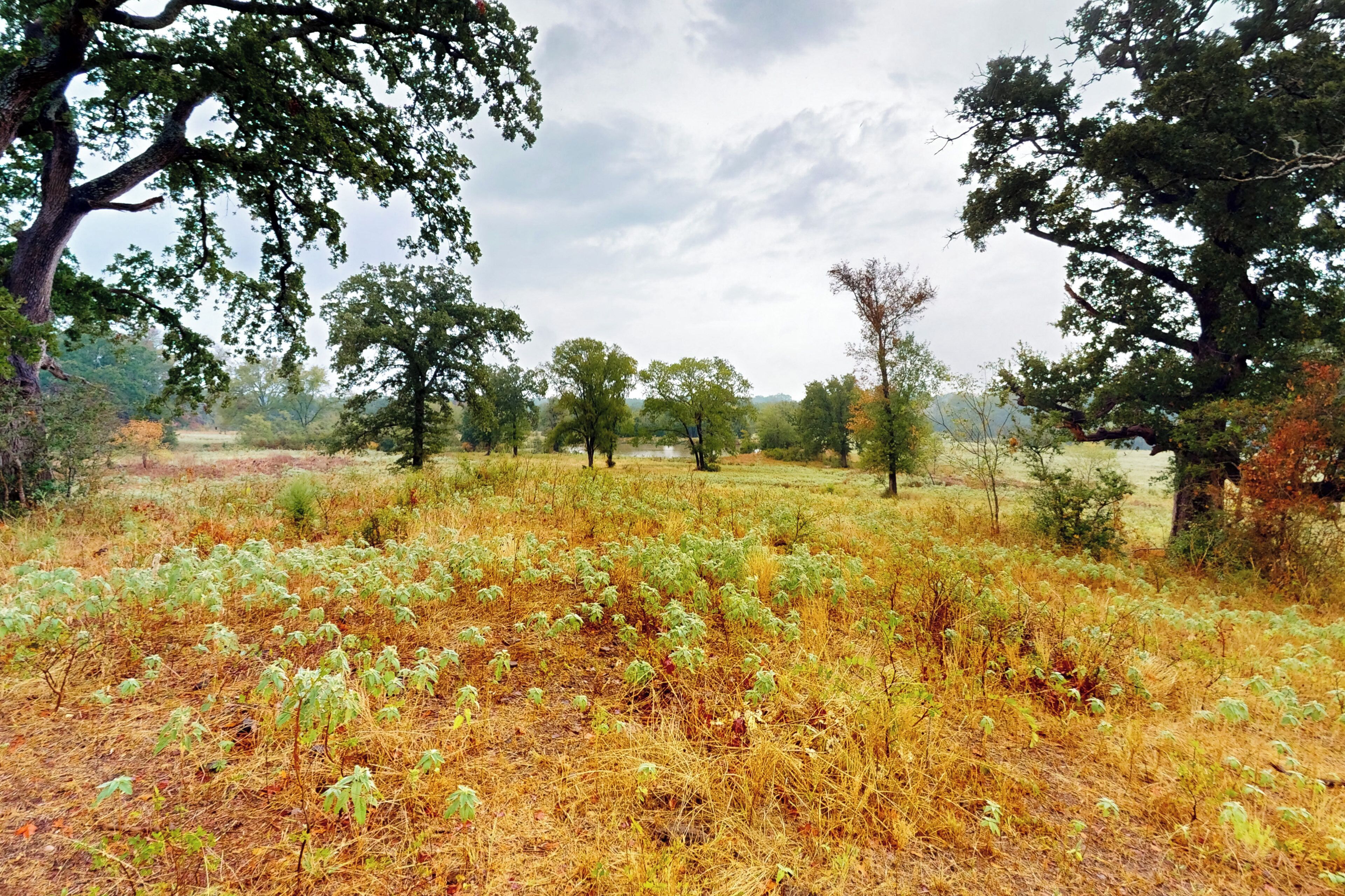 A natural landscape with trees and dry grass.