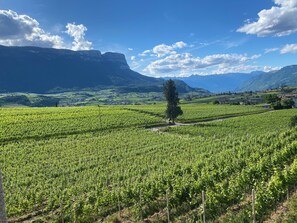 Un viticultor amb files de vinyes i una muntanya al fons.