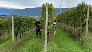 A vineyard with rows of grapevines and a mountainous backdrop. - New vacation apartments in the middle of the vineyards (Eppan an der Weinstraße)
