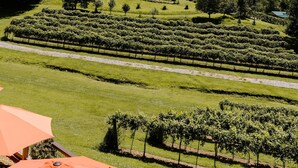 A vineyard with rows of grapevines and a grassy area with orange umbrellas. - NEW - Luxury Mountain Retreat - Walk to Redtail Vineyard (Blairsville)