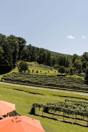 Property grounds - NEW - Luxury Mountain Retreat - Walk to Redtail Vineyard (Blairsville)