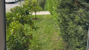 A view through a window of a grassy area with a white car parked on the street, surrounded by trees and shrubs. - Sweet Hotel  (Vaqarr)