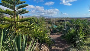 A garden with a variety of plants and a dirt path. - Eco-Cabaña Retreat in Lanzarote's unique countryside: Off-Grid Peace & Comfort (mala)