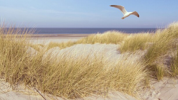 A beach with sand dunes and two seagulls flying. - Facilities & Highlights (Timmendorfer Strand)