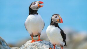 Two puffins standing on a rock with a clear blue sky in the background. - Sunset Ridge (Early)