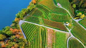 An aerial view of a vineyard with rows of grapevines, a small building, and a body of water. - Sunset Ridge (Early)