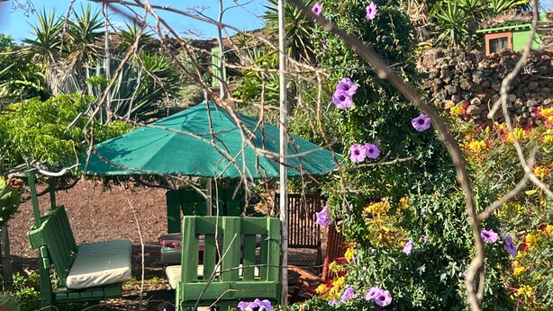 Ein Garten mit Sonnenschirm, Holzbank und verschiedenen Pflanzen und Blumen.