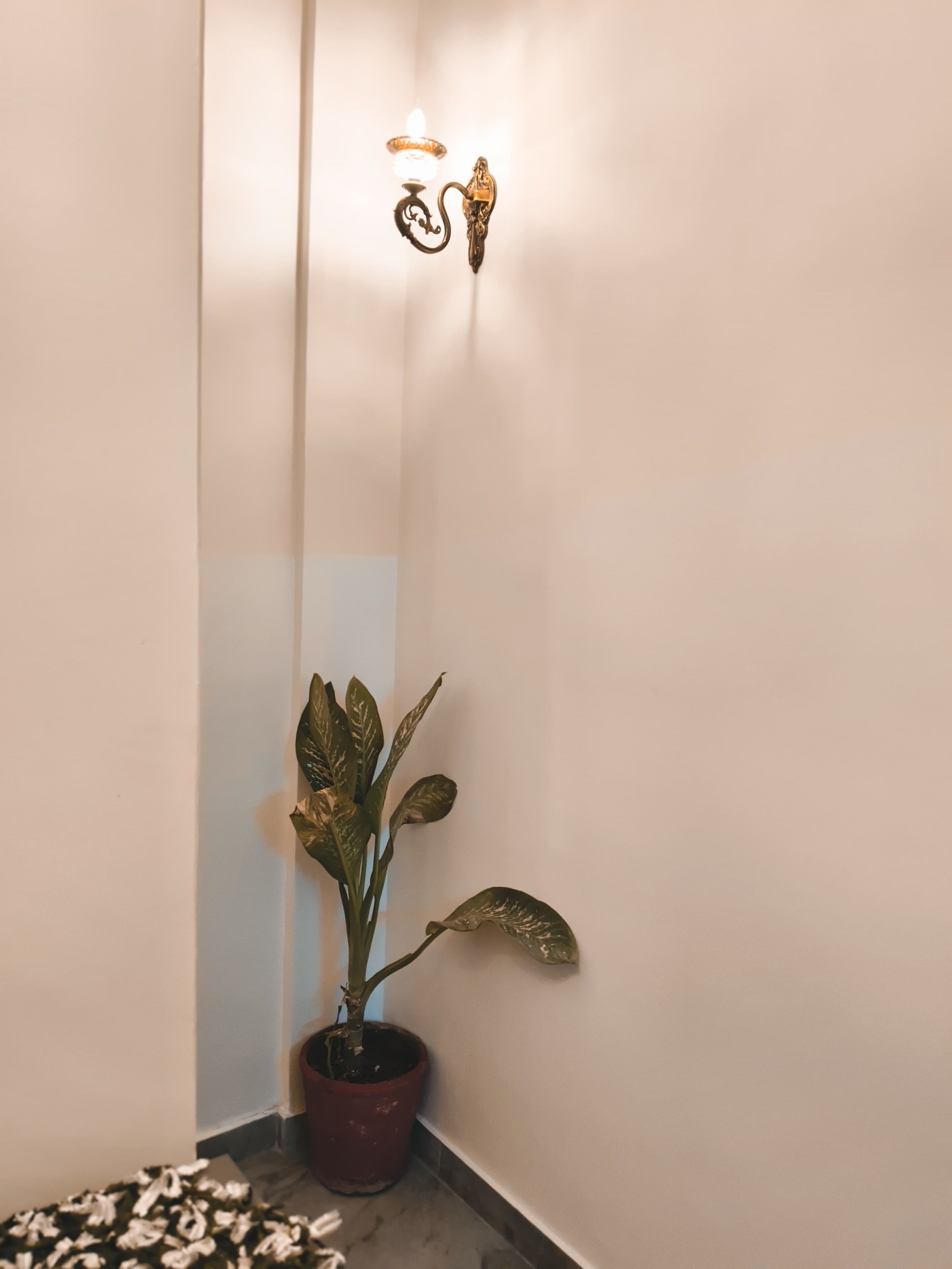 Een hoek met een potplant, een wandlamp en een schaduw op de muur.