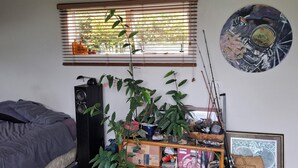 A bedroom with a bed, a large plant, a speaker, and a framed picture on the wall.