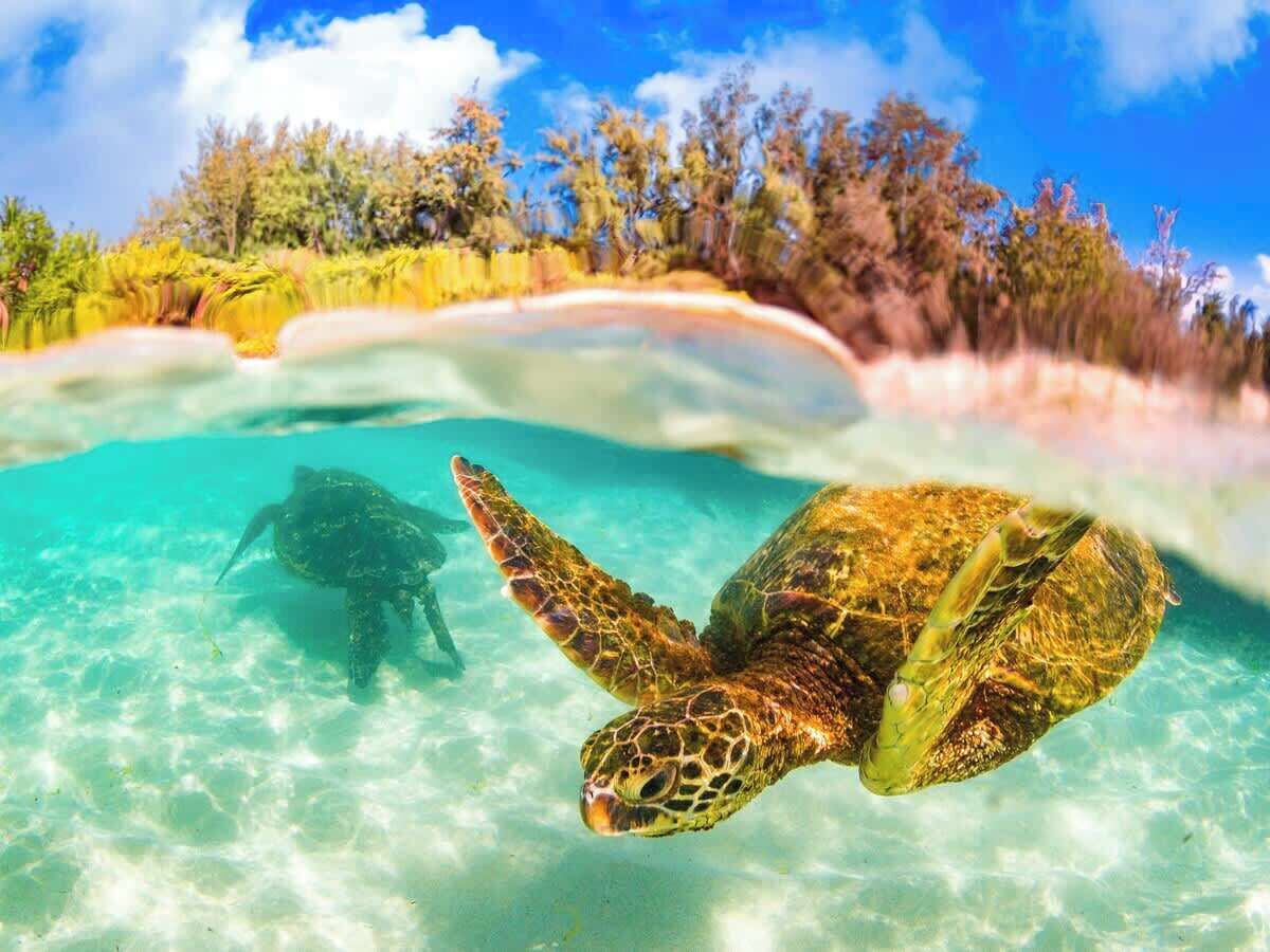 A sea turtle swimming in clear water with a forested beach in the background.