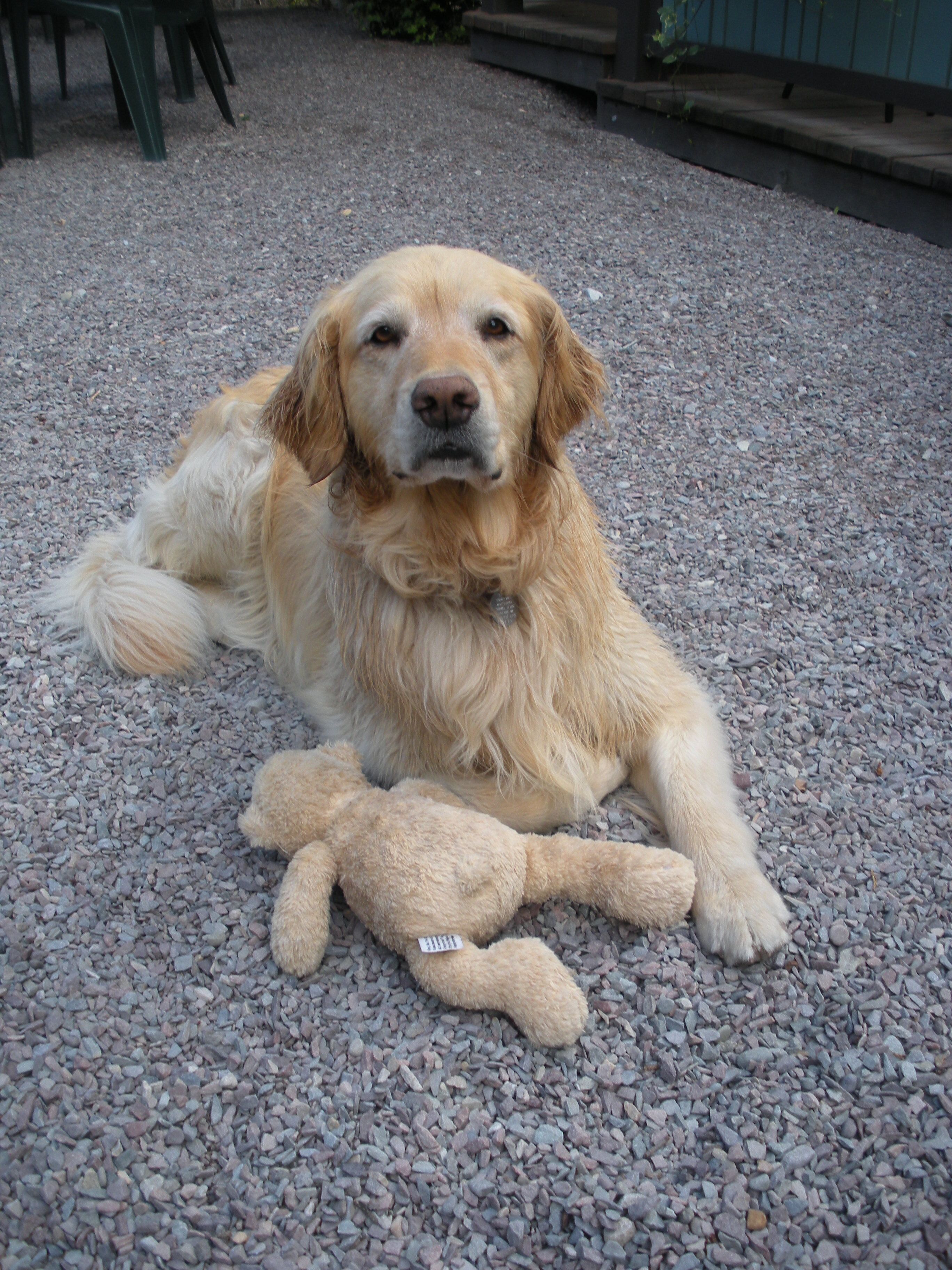 A dog lying on gravel with a stuffed toy.