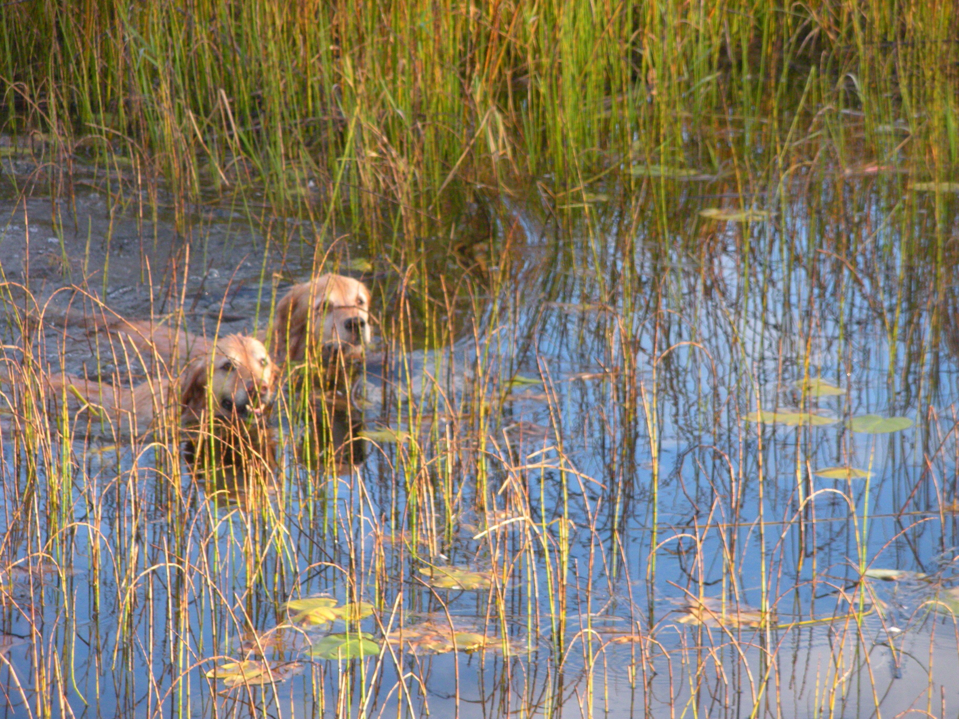 A natural landscape with water and tall grasses.