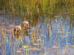 Miscellaneous - Laughing Horse Lodge (Bigfork)