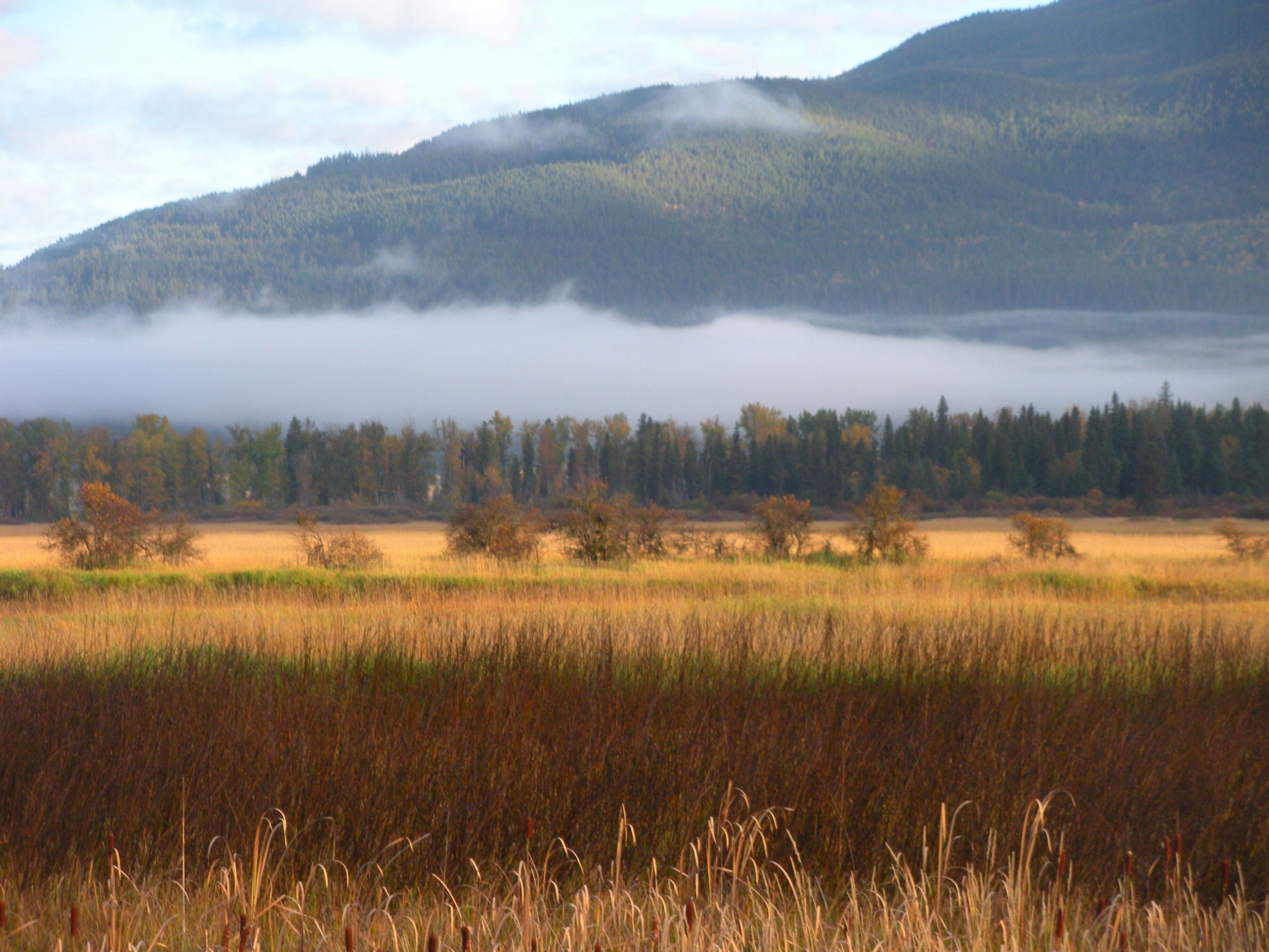 A natural landscape with a forested hill, a field, and a body of water.