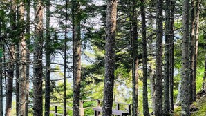 A forested area with a wooden deck and a small building. - Bay-View Getaway w/ Deck Between Camden & Belfast! (Northport)