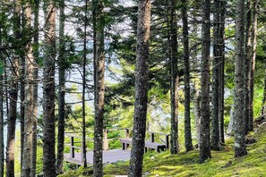 Une zone boisée avec une terrasse en bois et un petit bâtiment.