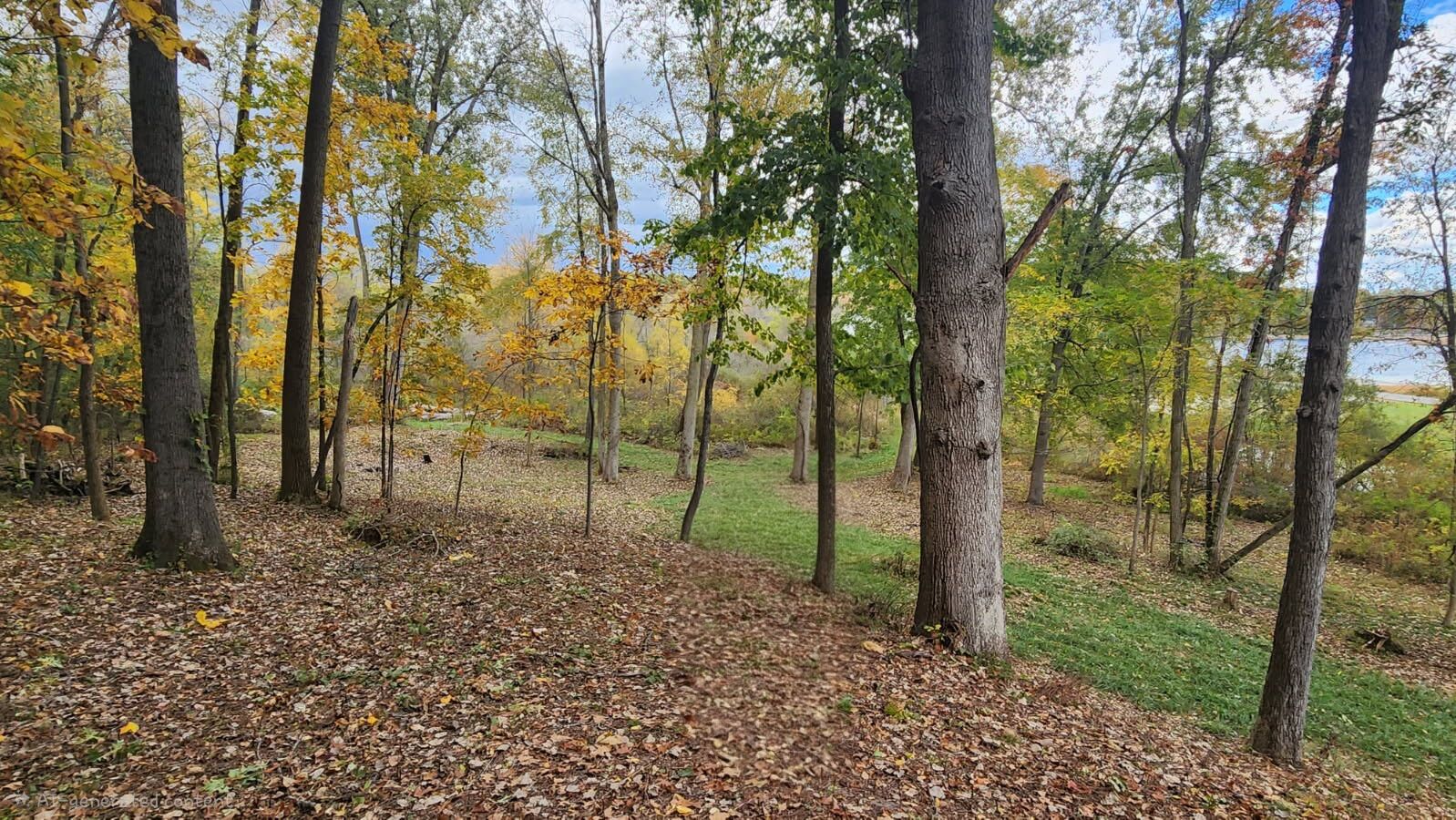 A forest path with trees and fallen leaves.