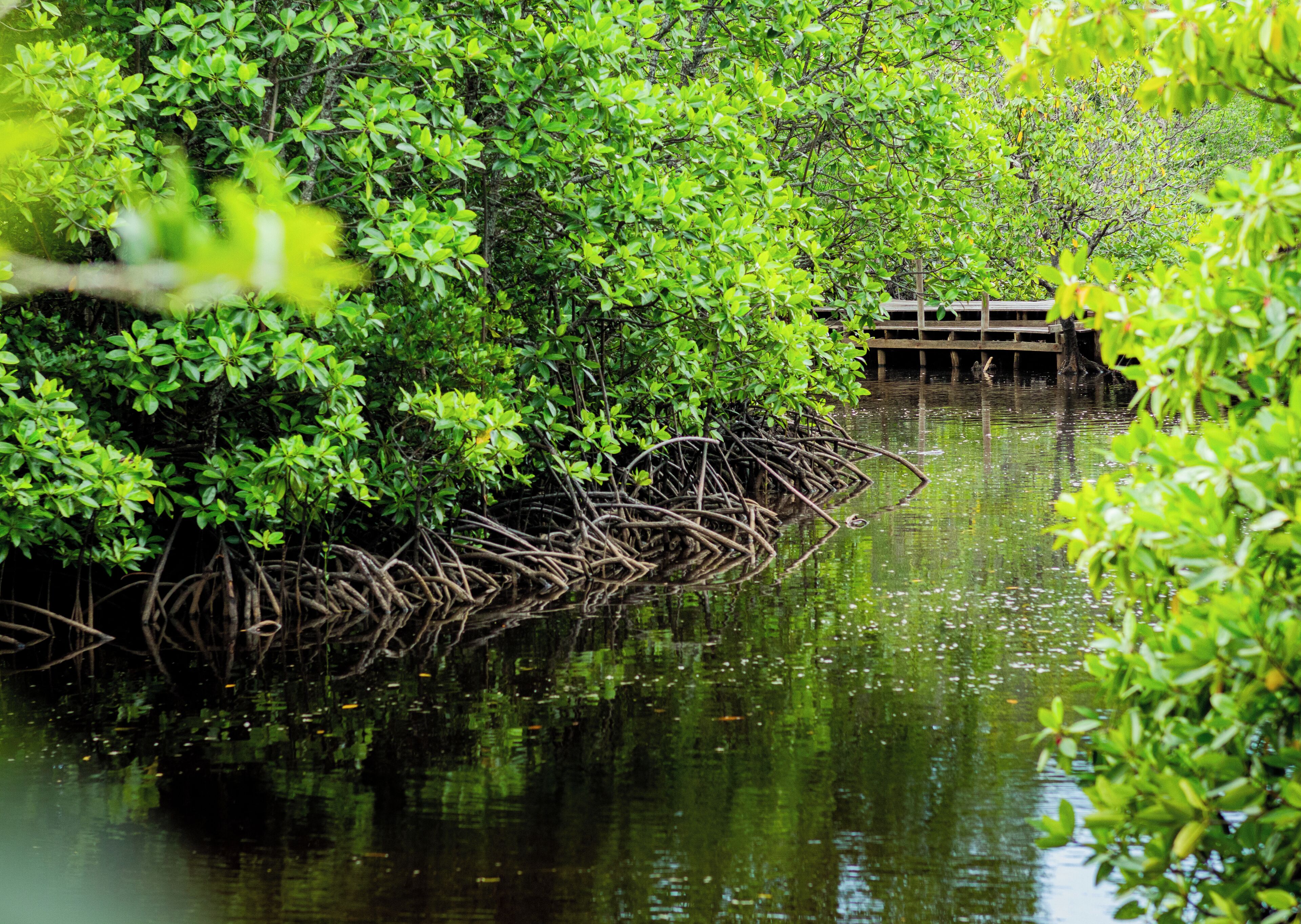 Un bosque de manglares con un muelle de madera que se adentra en el agua.