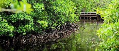 Un bosque de manglares con un muelle de madera que se adentra en el agua.
