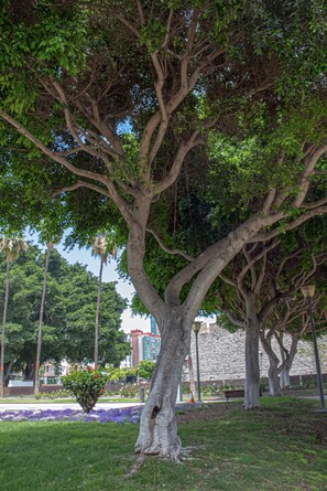 Mobile Home | Property grounds - Apartment in Las Palmas Near Playa de Las Canteras (Las Palmas de Gran Canaria)