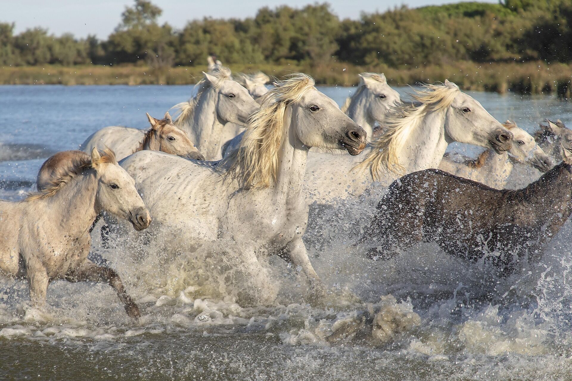 A group of horses running through a body of water.