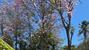 Unclassified image, 5 of 67, button - Your Dream Escape to Nature & Fun at Villa Palmeras in Playa Juan Hombron (El Chiru)