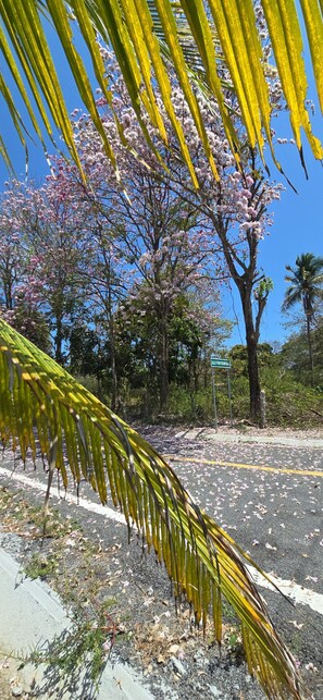Villa, 2 Bedrooms, Accessible, Patio | Property grounds - Your Dream Escape to Nature & Fun at Villa Palmeras in Playa Juan Hombron (El Chiru)
