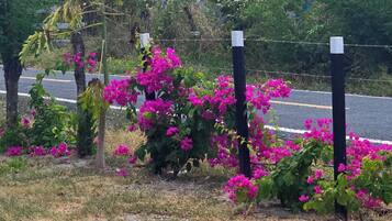 Biệt thự, 2 phòng ngủ, phù hợp cho người khuyết tật, sân hiên | Vườn