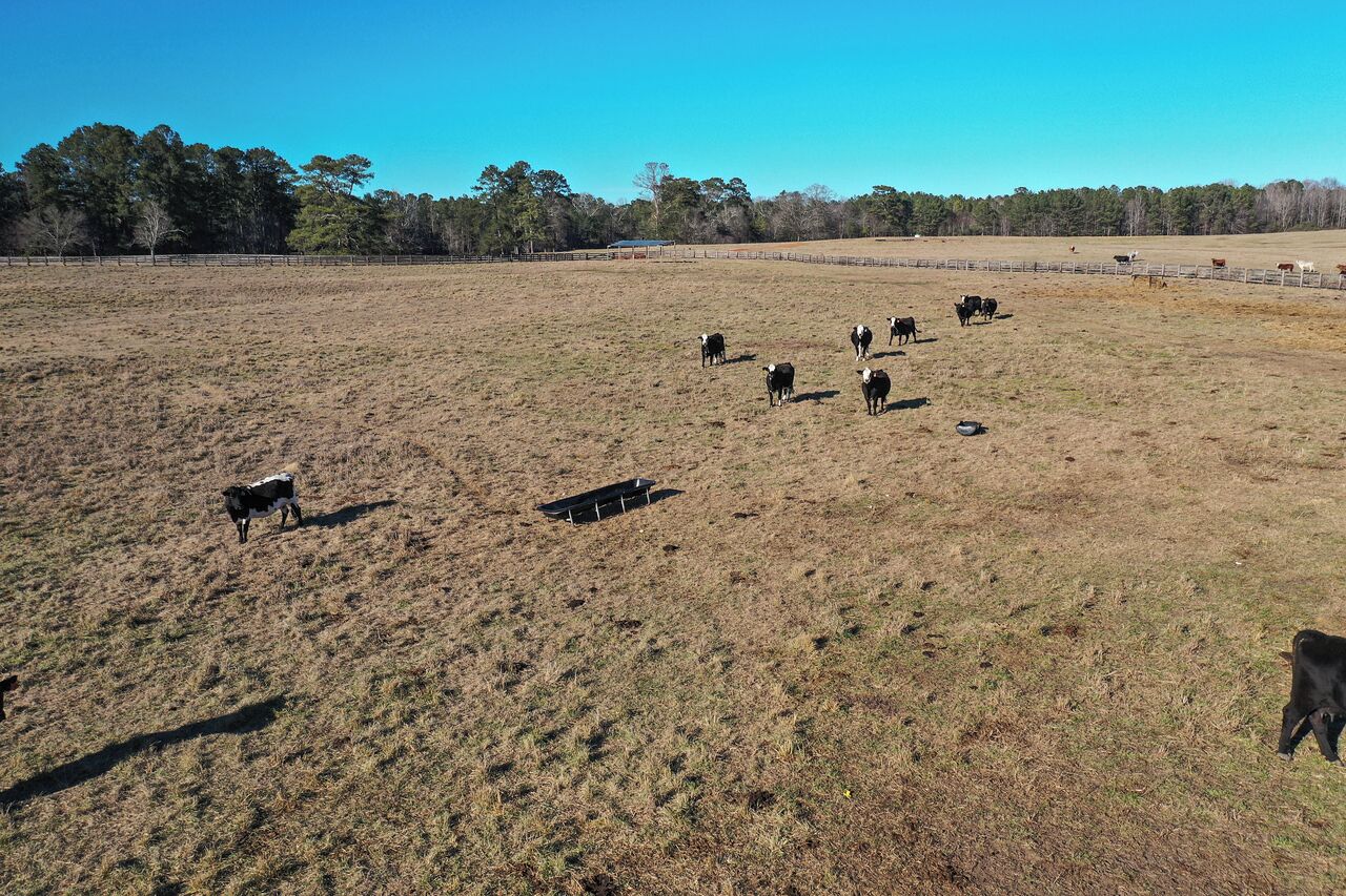 A wide-open field with cattle grazing.