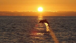 Atardecer sobre un cuerpo de agua con la silueta de un delfín saltando.