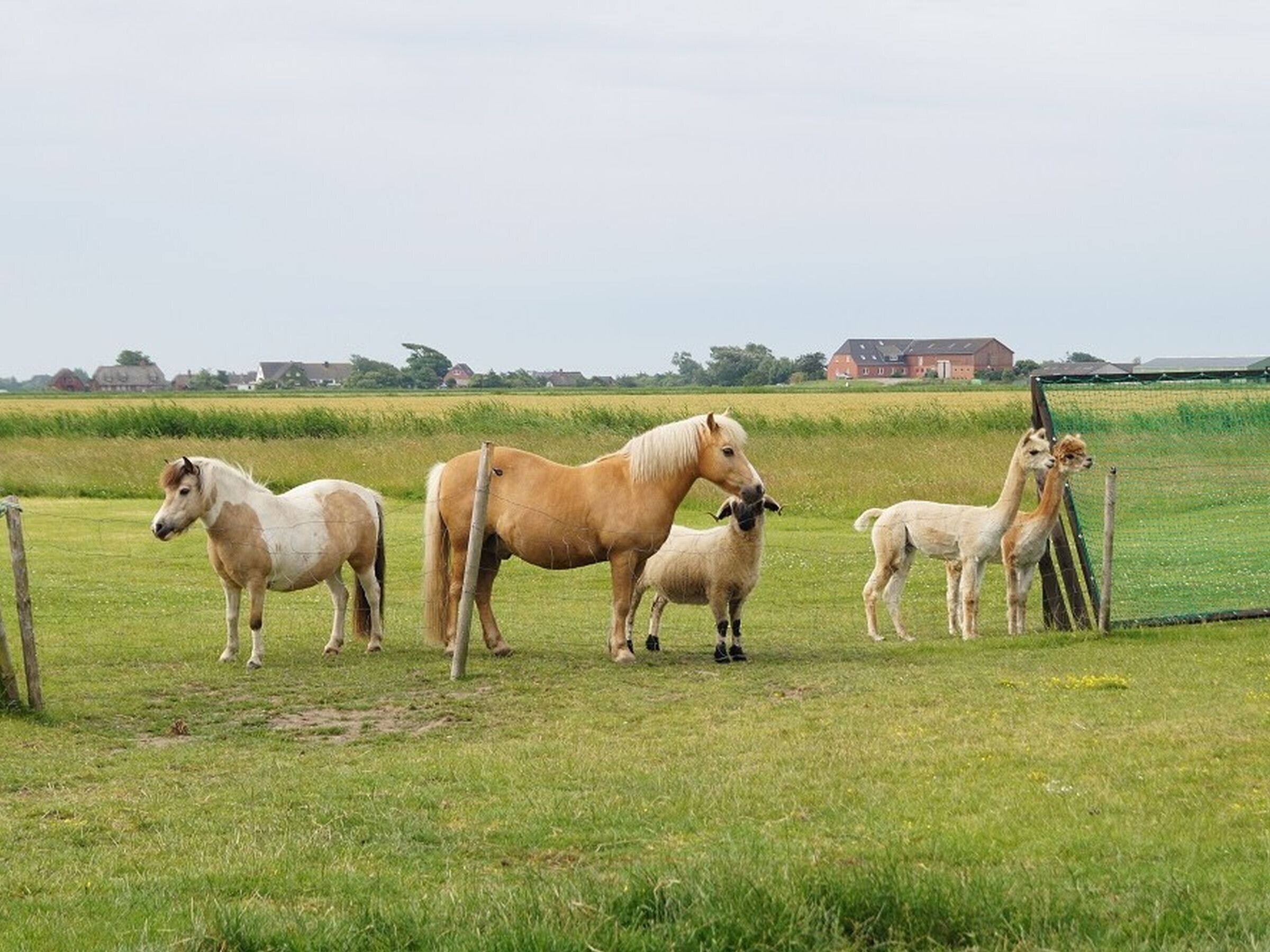 A grassy field with a group of horses and llamas.