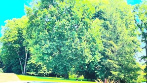 A swimming pool with a clear blue water surface, surrounded by lush green trees and a well-maintained lawn. - Domaine les Darbonnets (Chavannes-sur-Reyssouze)