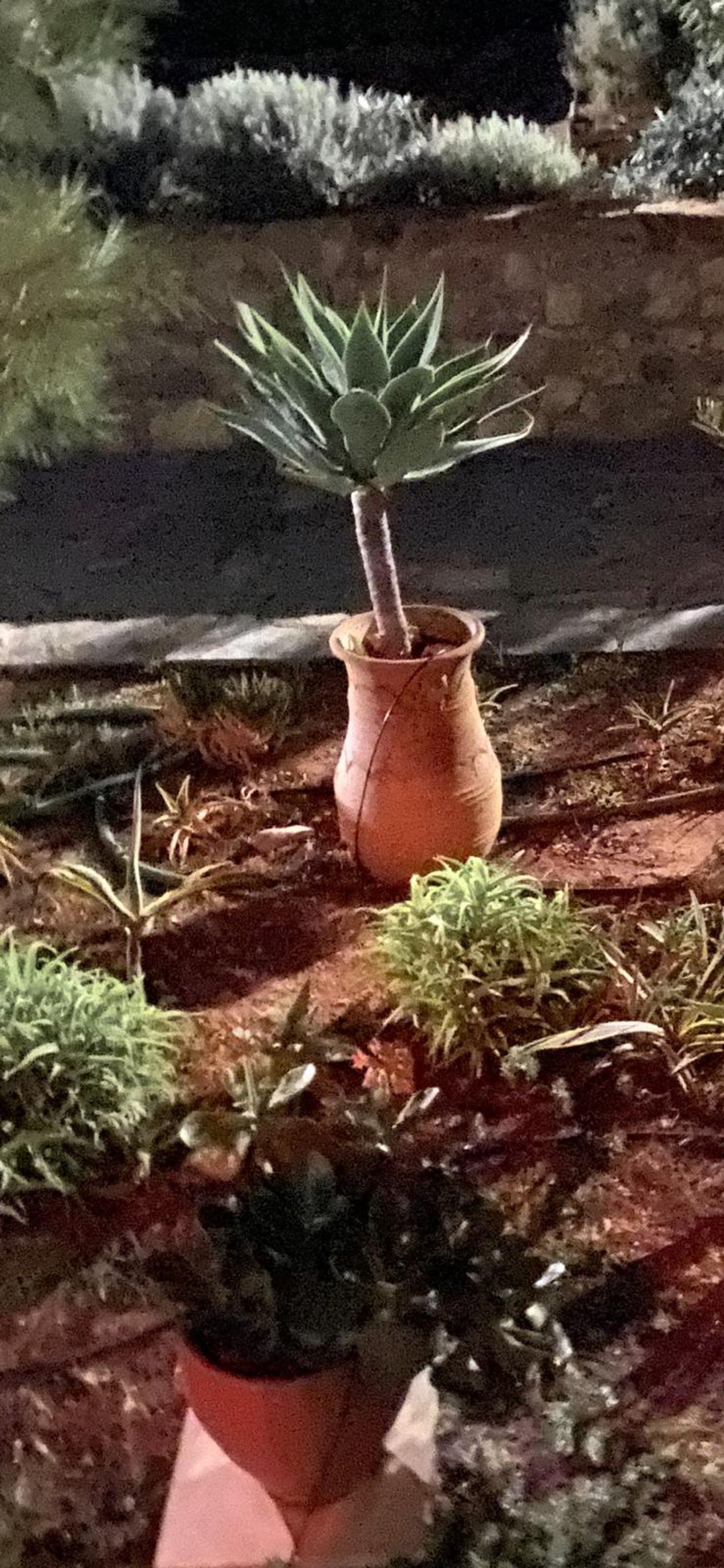 Una planta en maceta de terracota en un jardín en la azotea.
